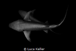 The Nurse Shark Couple - monochrome "Nebrius ferrugineus" by Luca Keller 